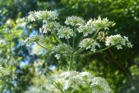 Heracleum sphondylium
