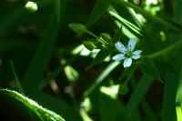 Stellaria aquatica