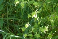 Silene baccifera