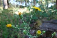 Hieracium virgultorum