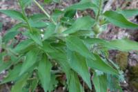 Hieracium virgultorum