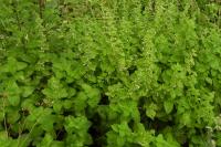 Melissa officinalis