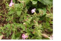 Silene dioica