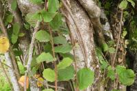 Corylus avellana