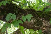 Acer negundo