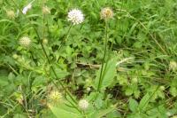 Dipsacus pilosus