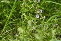 Veronica anagallis-aquatica
