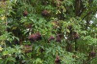Sambucus nigra