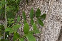 Fraxinus excelsior