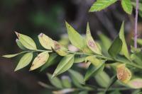 Ruscus aculeatus