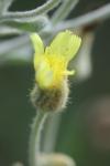 Andryala integrifolia