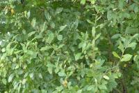 Crataegus germanica