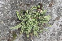 Asplenium trichomanes