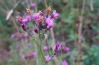 Serratula tinctoria