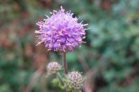 Succisa pratensis