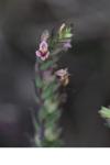 Odontites vernus