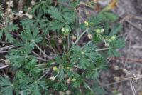 Potentilla neglecta