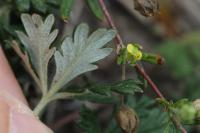 Potentilla neglecta