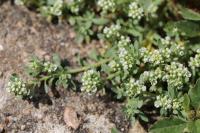 Corrigiola littoralis