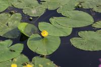 Nuphar lutea