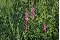 Lythrum salicaria