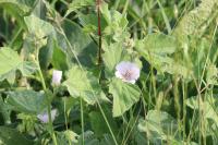 Althaea officinalis