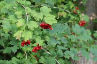 Viburnum opulus