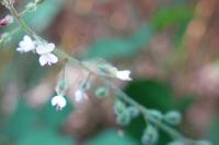 Circaea lutetiana