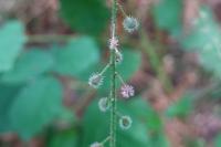 Circaea lutetiana