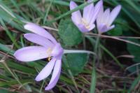 Colchicum autumnale
