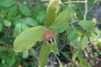 Crataegus germanica