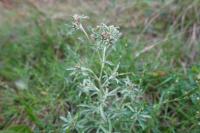 Gnaphalium uliginosum