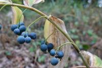 Polygonatum multiflorum