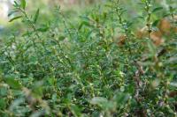 Polygonum aviculare