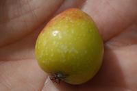 Cormus domestica