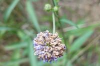 Succisa pratensis