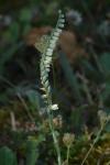 Spiranthes spiralis