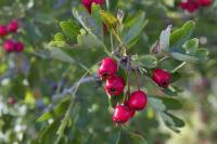 Crataegus monogyna