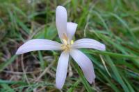 Colchicum autumnale