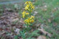 Solidago virgaurea
