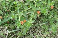 Lysimachia arvensis