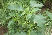 Datura stramonium