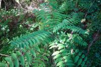 Ailanthus altissima