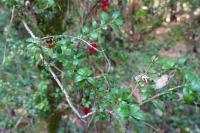 Buxus sempervirens