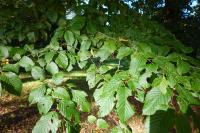 Carpinus betulus