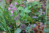 Clinopodium vulgare