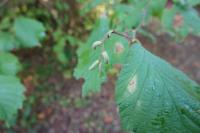 Corylus avellana