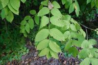 Fraxinus excelsior