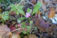 Geranium robertianum