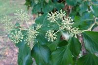 Hedera helix